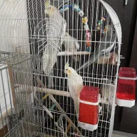 عروس هلندی نرو ماده سخنگو|پرنده|بهارستان, |دیوار