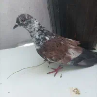کبوتر نر|پرنده|اصفهان, باتون|دیوار