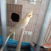 عروس هلندی ماده(آماده،آماده)