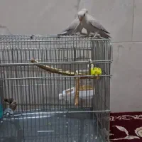 طوطی کوتوله|پرنده|قدس, شهر‌قدس|دیوار