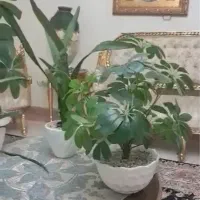 تعدادی گل مصنوعی