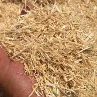کاه و کلش جو سر زمین بر میداریم