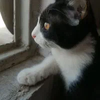 گربه تاکسیدو