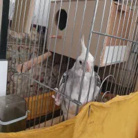 عروس هلندی