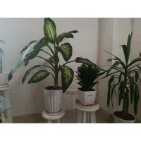 گل و گیاه طبیعی|گل و گیاه طبیعی|بجنورد, |دیوار