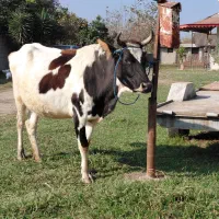 گاو جوان دورگ محلی ۸ ماه به بالا شکم|حیوانات مزرعه|ماکلوان, |دیوار