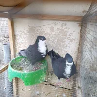 3جفت گوک خوشگل