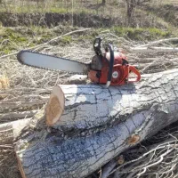 برش انواع درخت