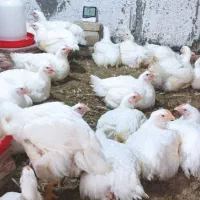 فروش مرغ گوشتی ارگانیک