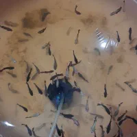 ماهی فایتر|ماهی|گلستان (تهران), |دیوار