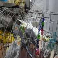 چهار عددعروس هلندی سالم