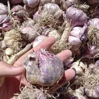 سیر برا ترشی