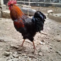 خروس محلی زیبا و جوان