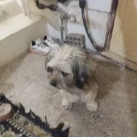 سگ کوچولو مهربان وبازیگوش