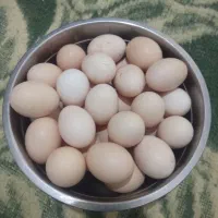 تخم مرغ لری. تتک سلطان