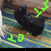 کبوتر دمچتری جوجه و بالغ. نرو ماده