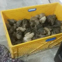 بلدرچین|حیوانات مزرعه|مشهد, کوشک مهدی|دیوار