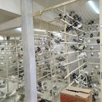 کبوتر فروشی در کرج