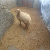 دو گوسفند و یه بره