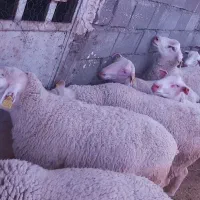 بره قوچهای لاکن ورومانوف
