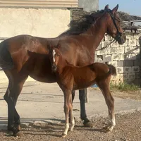اسب مادیان با کره