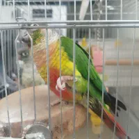 یک جفت گرینچیک نروماده خو شرنگ و بازیگوش