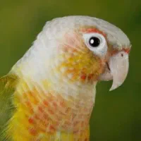 یک طوطی گرنجیک حوالی فاز یک سبلان  گمشده