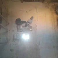 تعداد ۱۴ عدد کبوتر فروشی