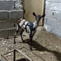 گیسه صلاله اصل|حیوانات مزرعه|بندرلنگه, |دیوار