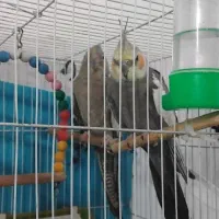 عروس قشنگه|پرنده|تربت جام, میان جام|دیوار