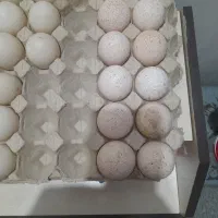 فروش تخم نطفه دار بوقلمون  و قو غاز