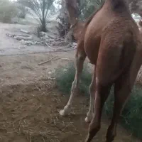 مجی ۳سال رسم