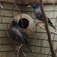 مرغ مینا نر و ماده