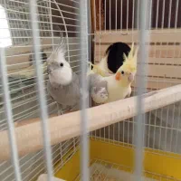عروس هلندی مولد
