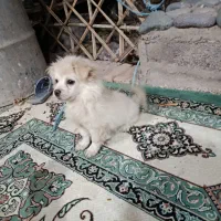 سگ پامر باهوش
