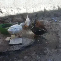 حیوانات مزرعه رومشگان