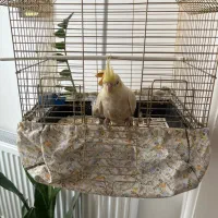 عروس هلندی گم کردم