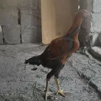 مرغ وخروس|حیوانات مزرعه|تاتار علیا, |دیوار