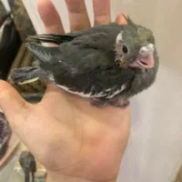 تعدادی جوجه عروس هلندی (گیرینچیک-ملنگو-راهب|پرنده|رشت, یخسازی|دیوار