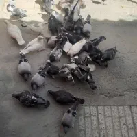 کفتر پلاکی|پرنده|اصفهان, دستگرده|دیوار