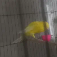 قناری نر رسمی بلند|پرنده|اراک, |دیوار