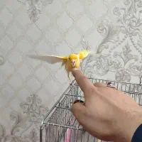قناری نر.. با سهره خوب هم معاوضه دارم