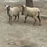 قوچ رومانوف اصیل به همراه میش رومانوف آبستن