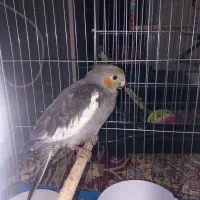 عروس هلندی|پرنده|شیراز, سعدیه شمالی|دیوار