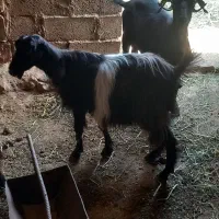 بز جوان نژادخوب شیری