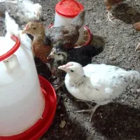 جوجه گلپایگان 40روزه