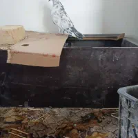 کفتر. قاره