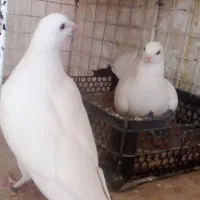 یک جفت کبوتر سفیدبا قفس دوطبقه