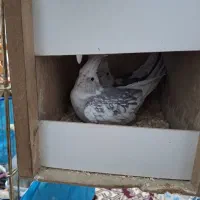 عروس هلندی البینو دو کت|پرنده|قرچک, میرزائی جنوبی|دیوار