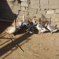 غاز